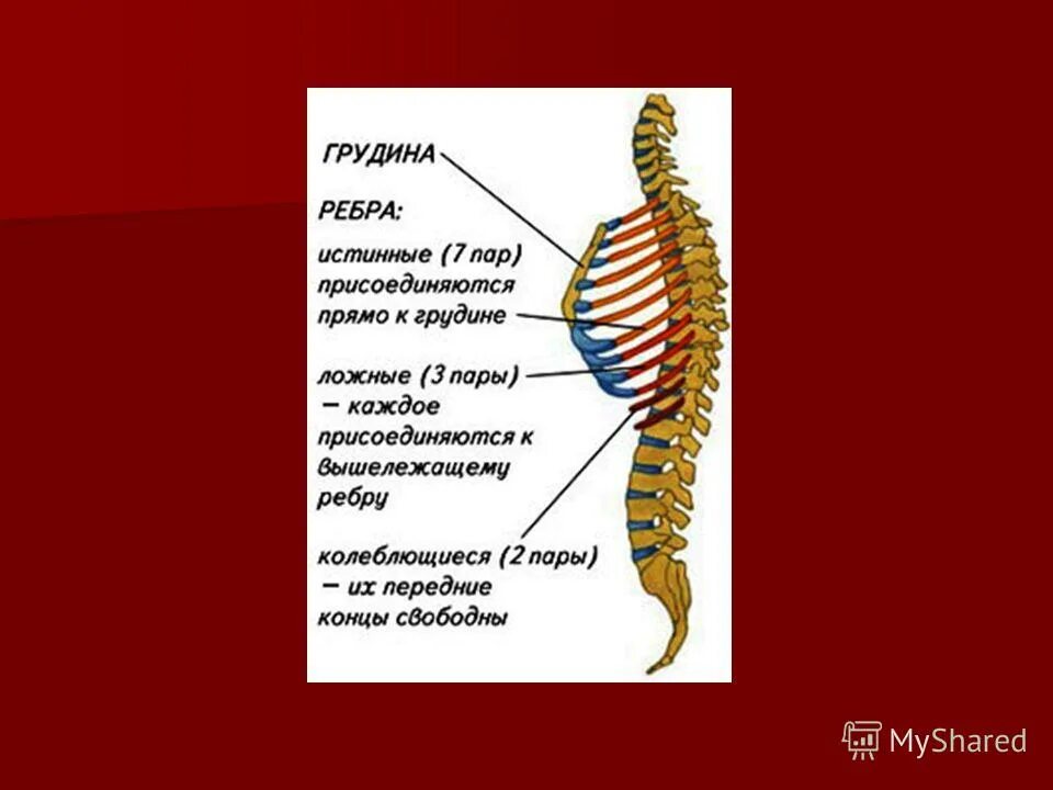 осевой скелет грудная клетка. ребра человека анатомия. рёьра истинные ложные колеб. истинные ребра пары. передний конец 11 ребра.
