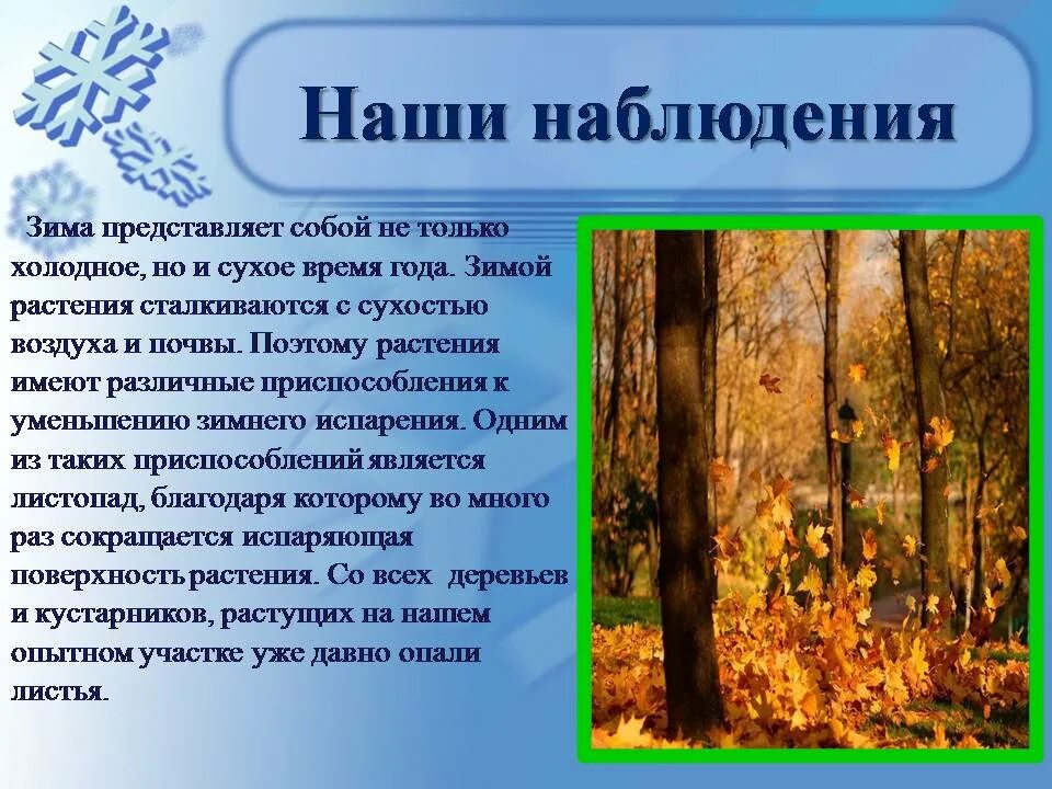 Растения зимой презентация. Приспособление растений к зиме. Наблюдения в природе зимой. Сезонные явления в жизни растений зимой. Зима изменения в жизни растений биология