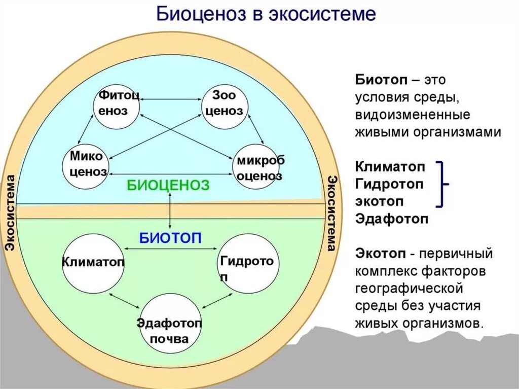 Экотоп биотоп биоценоз. Экосистема биогеоценоз структура экосистемы. Биогеоценоз биотоп биоценоз. Биогеоценоз и структура биогеоценоза. 1 биоценозом называют