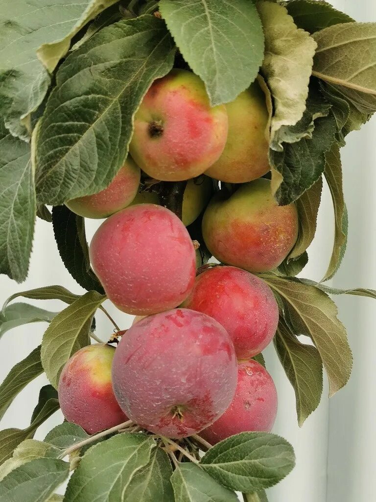 Колоновидная яблоня сорта фото отзывы морозостойкость