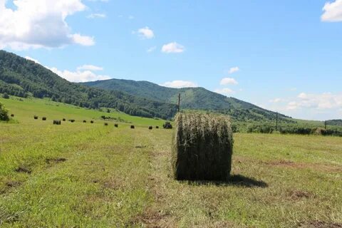 Алтайская нива