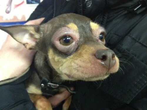 A 4-year-old female cross bred has cherry eye - YouTube