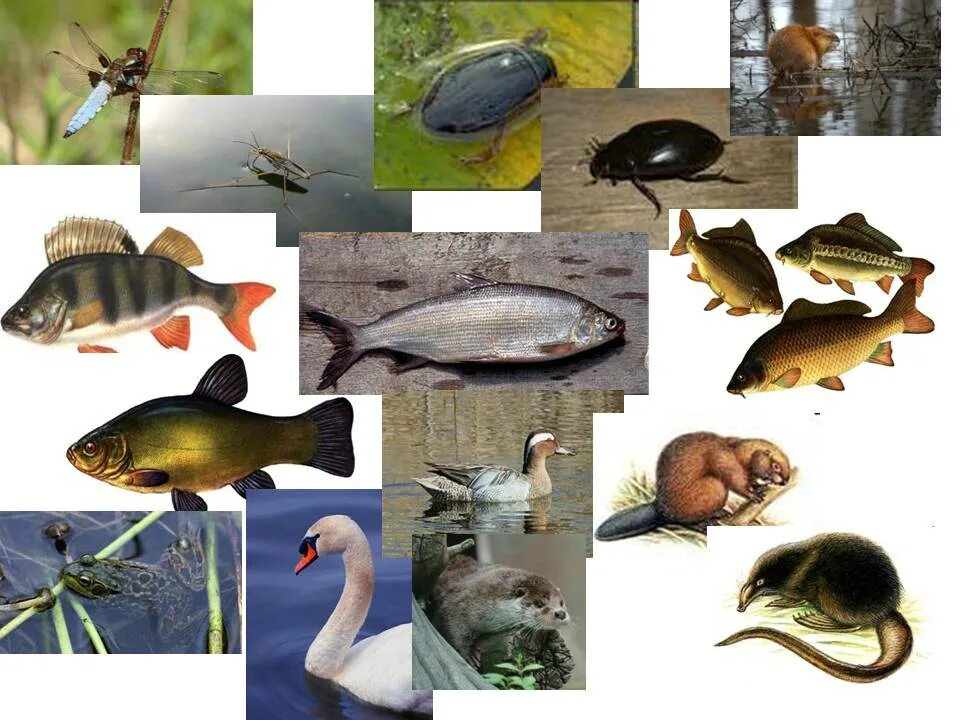 Животный мир водоемов. Обитатели пресноводных водоемов. Животные обитающие в пресных водоемах. Обитатели пруда. Какие животные пресноводные