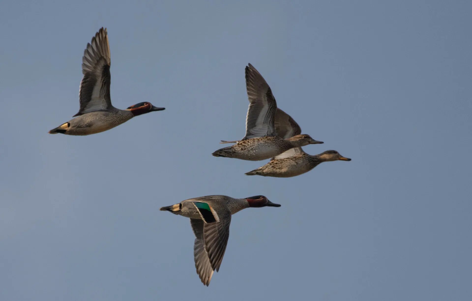 стая крякв. стая диких уток. стайка для уток. стая уток. стая диких уток.