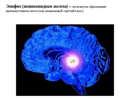 Эпифиз человека