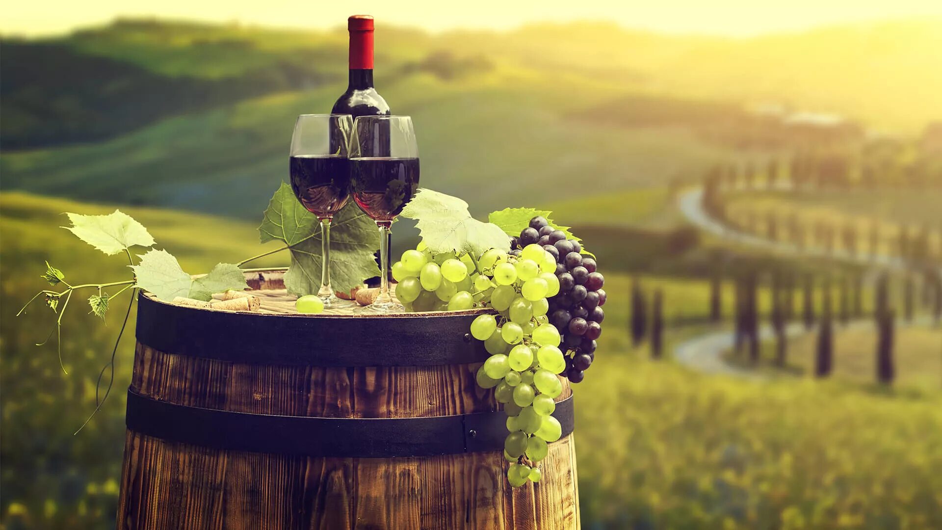 Шато Пино винодельня. Виноградники Абрау Дюрсо. Вино и виноград. Винный туризм.