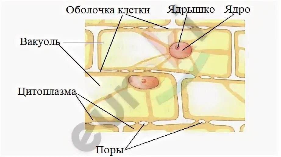 Картинки КЛЕТКИ ПРИ МАЛОМ УВЕЛИЧЕНИИ
