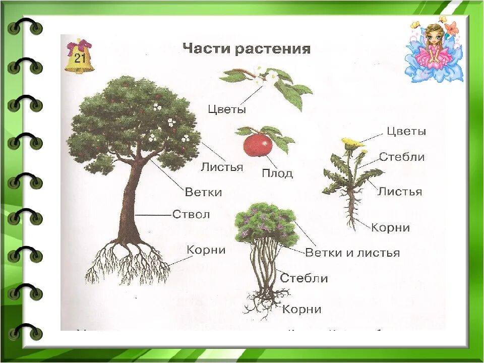 3 корня 1 ствол. Части растения. Части растения 1 класс. Части растения для детей. Части растения схема.