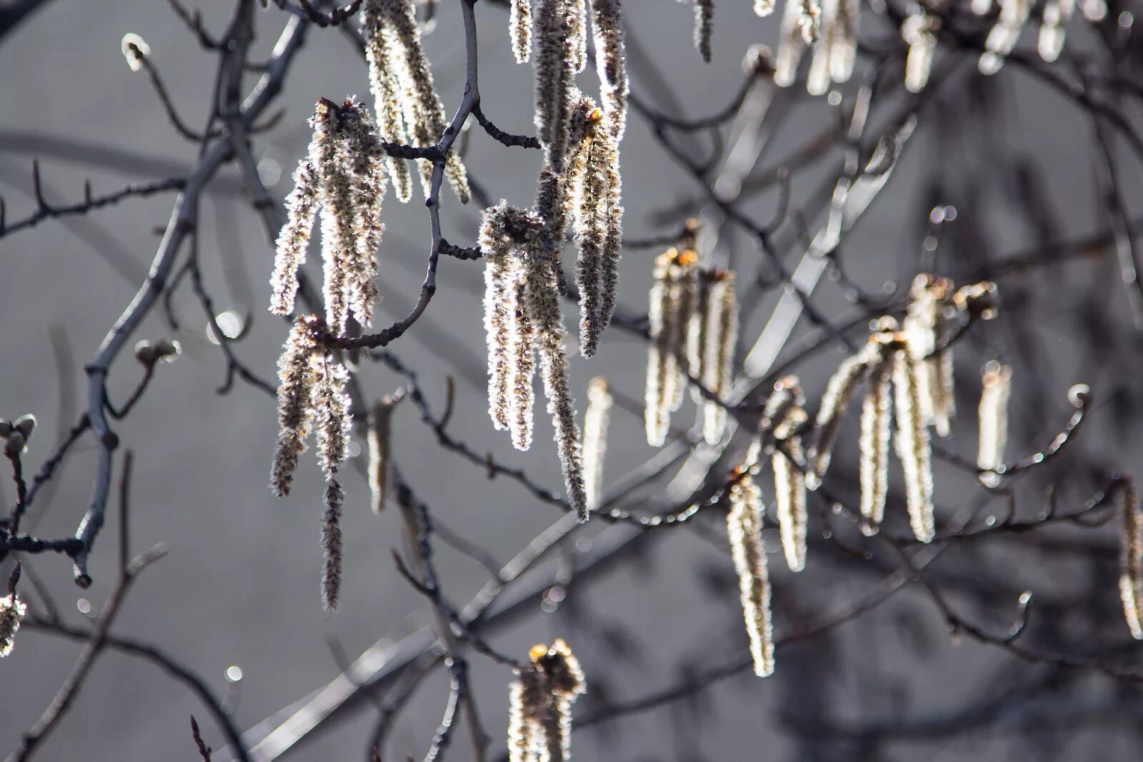 ольховые сережки. дерево цветущее серыми пушистыми сережками. деревья выбросив пушистые сережки приукрасились зеленой. ольховые сережки. дерево с серёжками.