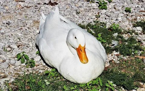 Сайт duck