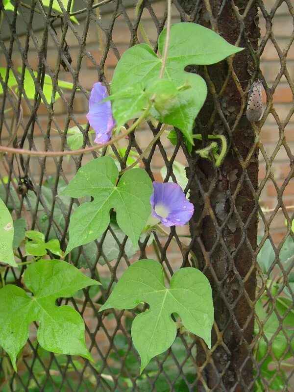 Ипомея утренняя слава. Мавританский вьюнок. Вьюн зеленый 15 июня. Ипомея ампельная плющевидная. Вьюн речной.