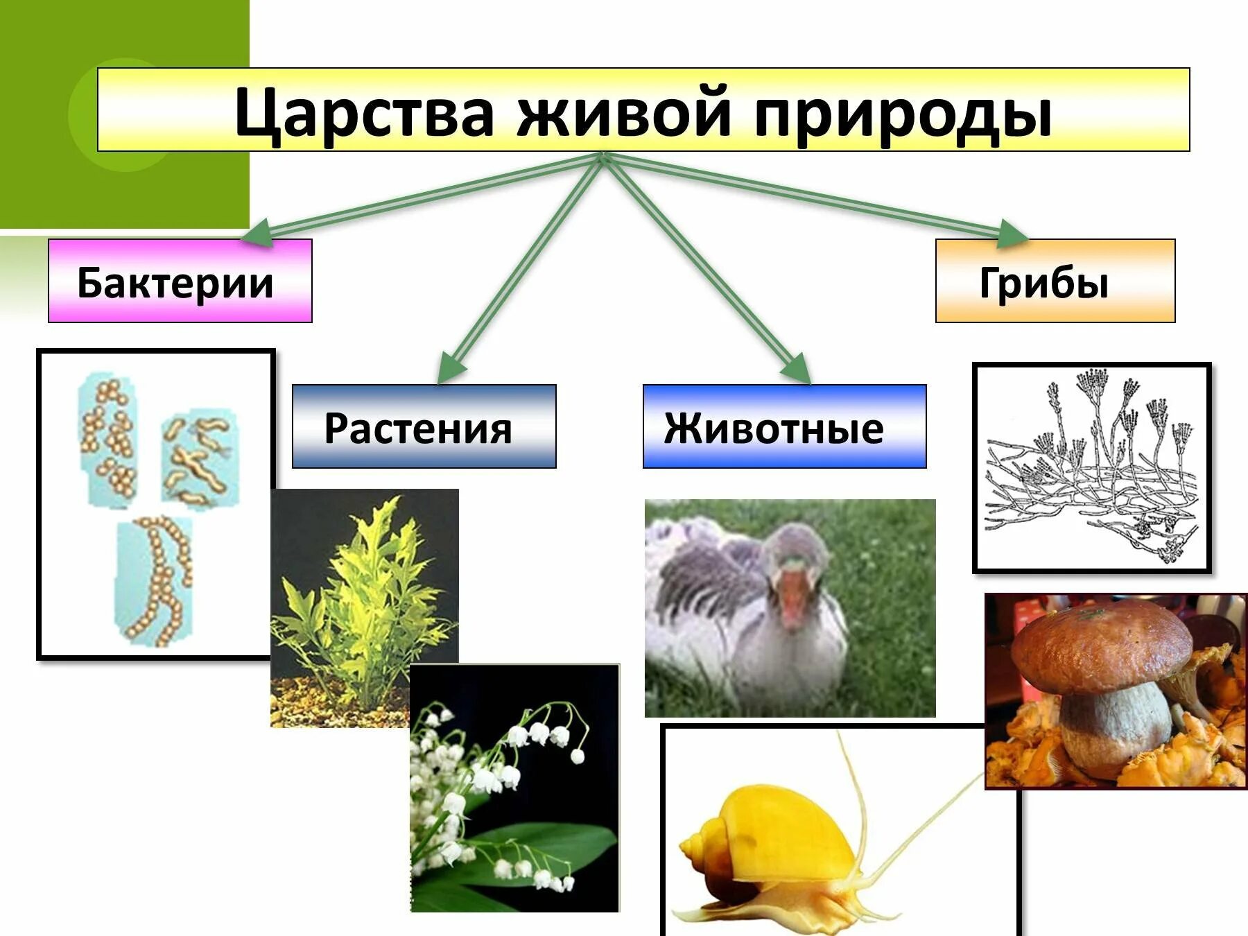 Что объединяет грибы и бактерии. Царства живой природы бактерии. животные растения грибы.