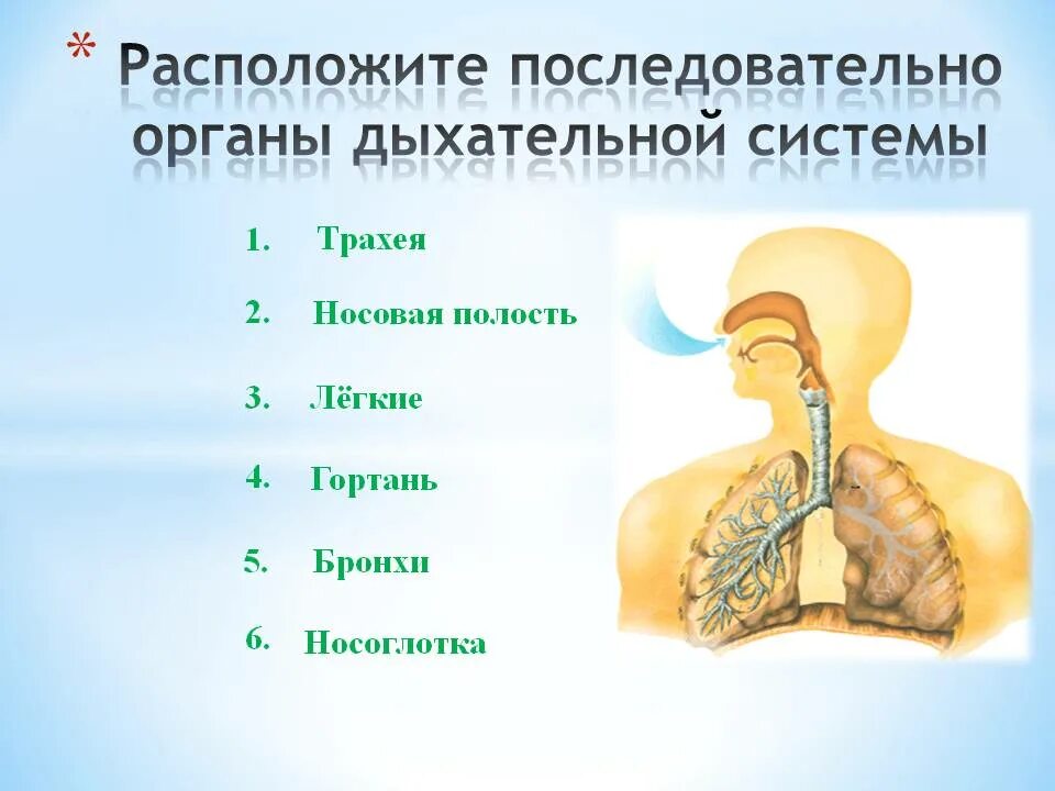 Соотнесите изображение органа дыхания с представителем класса. Органы дыхания 8 класс биология. Дыхательная система биология 8 класс. Дыхательная система органов дыхания 8 класс. Система органов дыхания человека 8 класс.