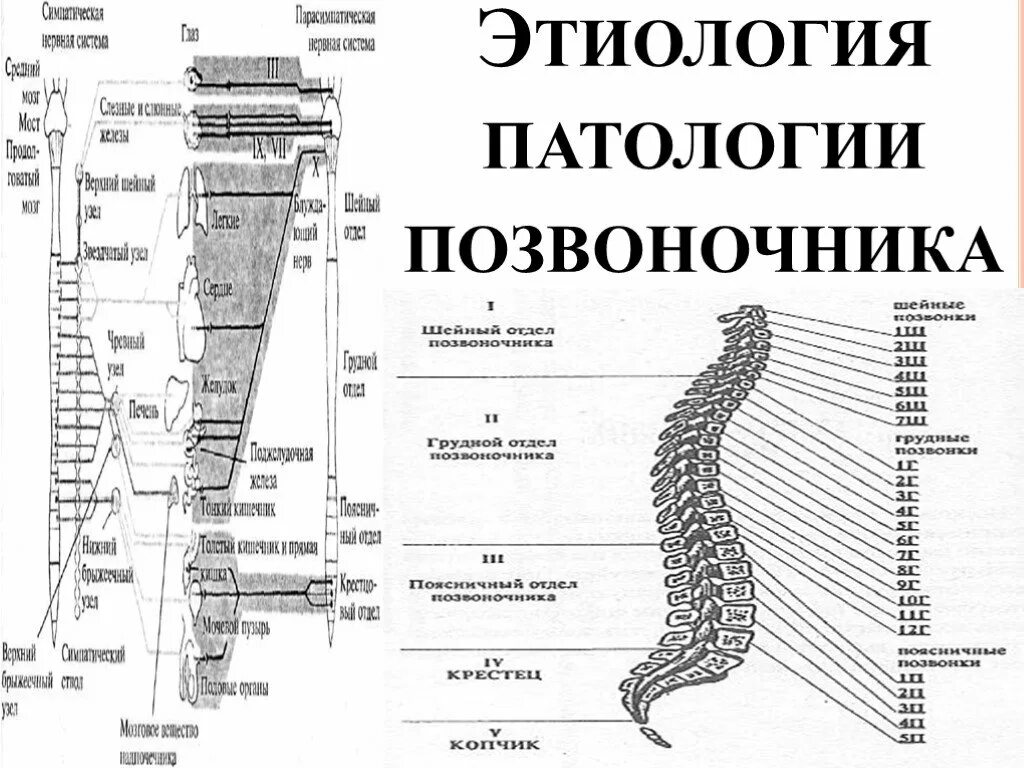 Поясница хей. Психосоматика позвоночник. Психосоматика таблица заболеваний позвоночника. Психосоматика по позвонкам.