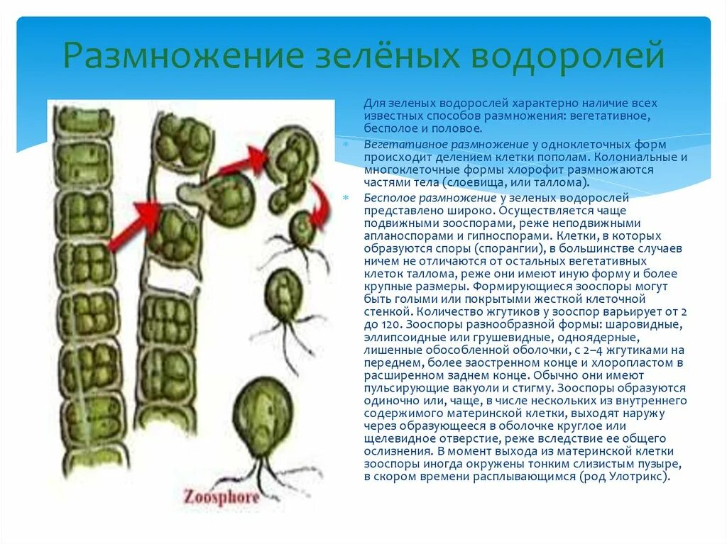 Водоросли оплодотворение. Размножение зеленых водорослей таблица. Размножение одноклеточных зеленых водорослей. Размножение земных водорослей. Половое размножение водорослей.