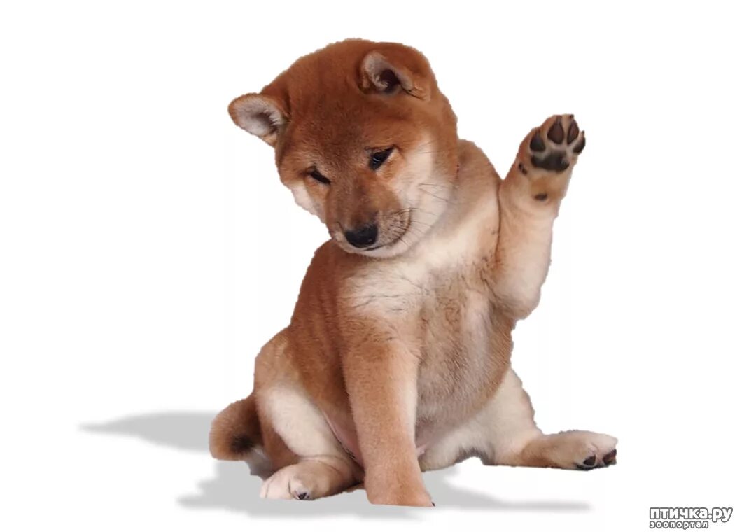 Шиба ину характер. Шиба ину характер. Сиба-ину породы собак. Сиба шиба ину. Порода сиба ину.