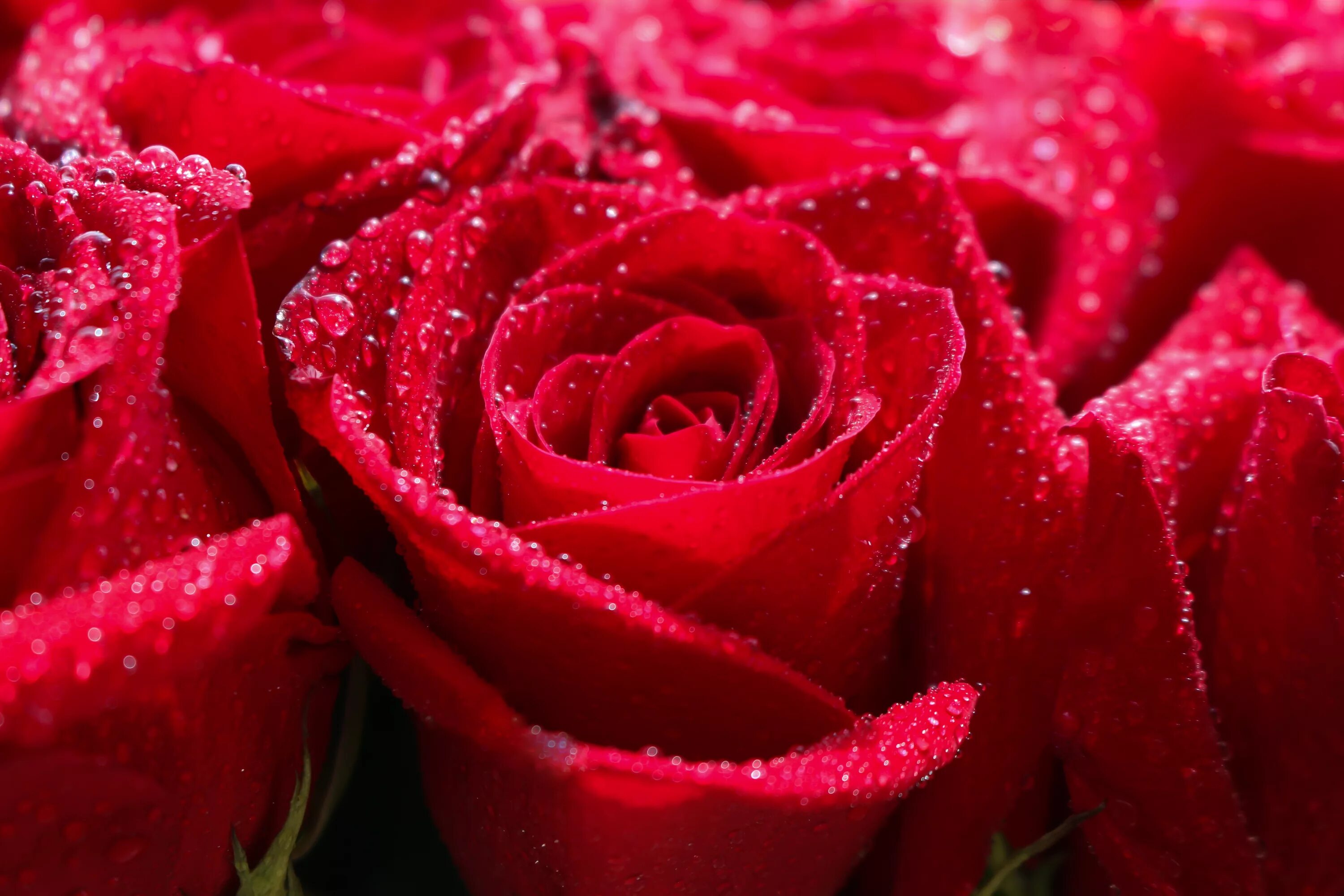 Осенние розы. Красные розы. Rose drop. Красный цветок. Розы макро.