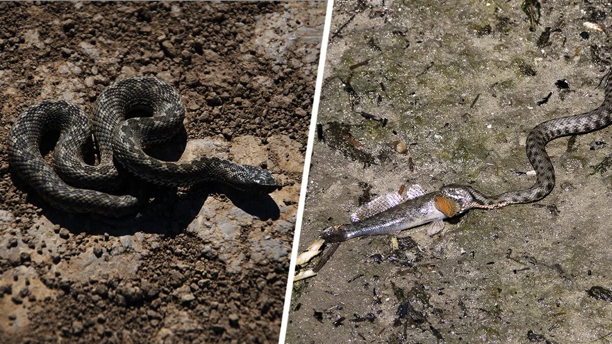 Dice Snake Dice Snake - Natrix tesselata - Водяной уж Russ. Flickr