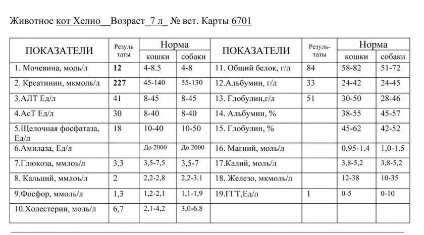 Норма креатинина у кошек. Норма креатинина у кошек в крови. Креатинин норма у животных. Креатинин у собаки норма.