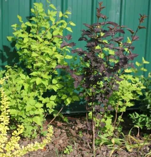 Пузыреплодник калинолистный формирование. Как обрезать кустики кустарников. Обрезка пузыреплодника весной схема. Как подстричь кусты красиво и просто. Как обрезать пузыреплодник осенью.