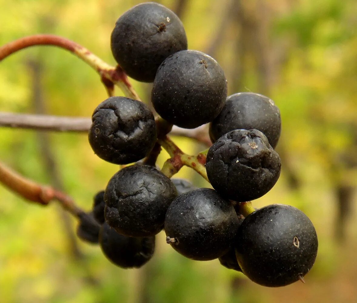 Амурский бархат ягода и их применение. Амурский бархат ягоды. амурский бархат ягода дерево. семейство рутовые бархат. амурский бархат черный ягоды.