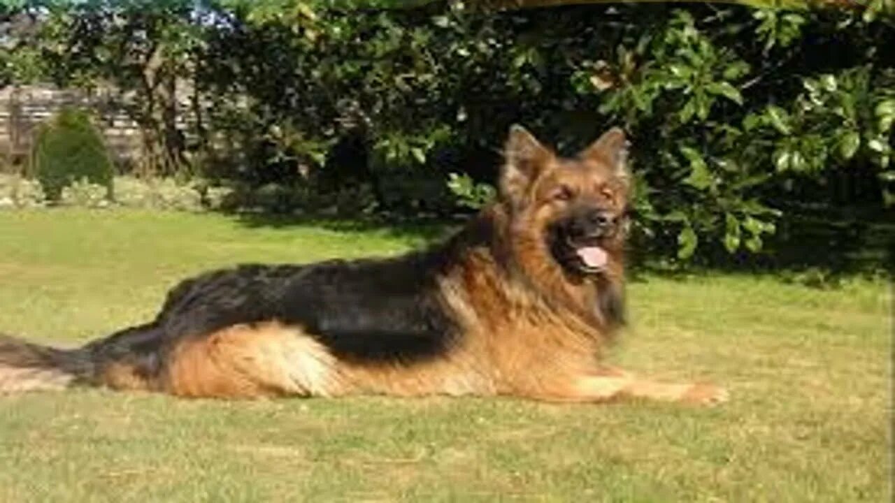 Résultat de recherche d'images pour "BERGER ALLEMAND" CHIENS A et B Chien et A