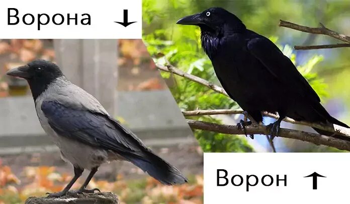Ворон и ворона отличие. Ворон и ворона это разные птицы. Самка ворона.
