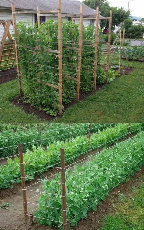 Шпалеры для огурцов своими руками 7 вариантов изготовления Garden trellis desi