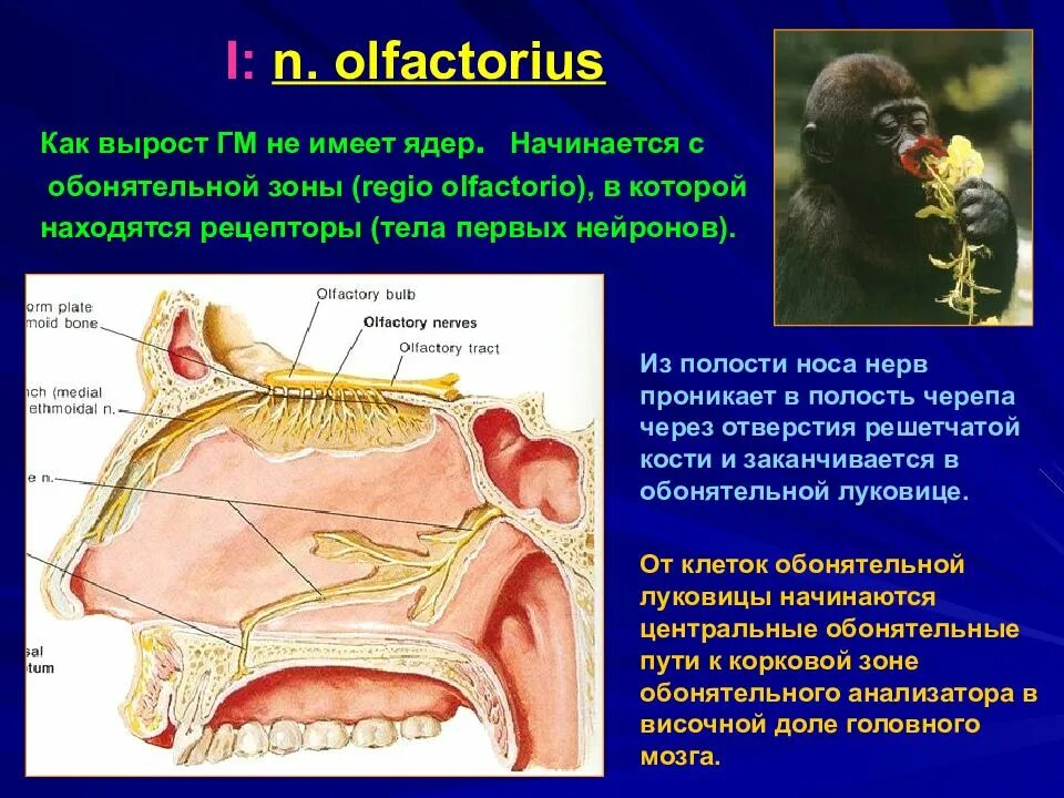 1 Пара черепных нервов обонятельный нерв. Обонятельный нерв в черепе анатомия. Ядра обонятельного нерва таблица. Обонятельный нерв иннервирует мышцы. 1 нерв обонятельный