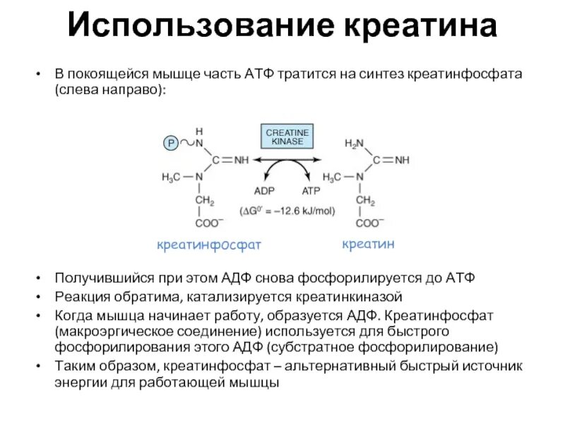 Печень атф. Креатинфосфат биохимия. Синтез креатина и роль креатинфосфата. Креатин АТФ реакция. Реакция образования креатина и креатинфосфата.