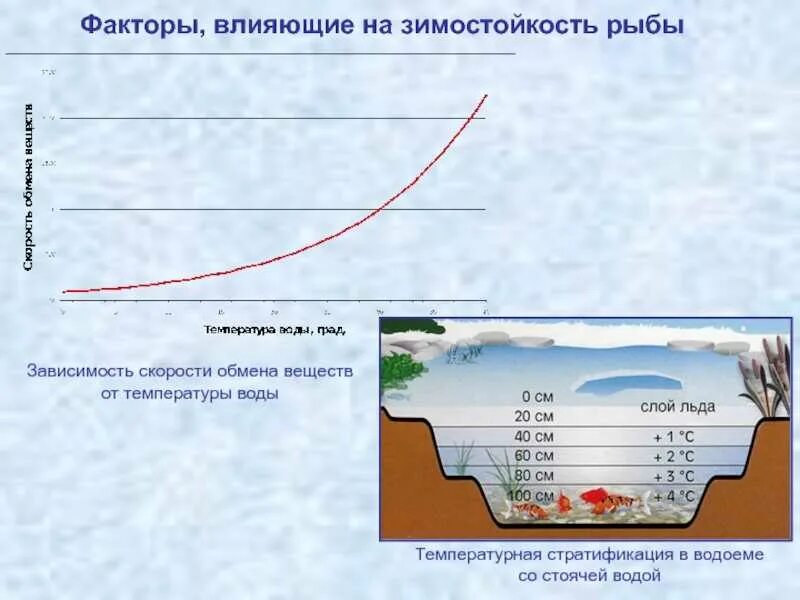 Температура воды это фактор. Влияние температуры на рыб. Температурная стратификация водоёмов. Температура воды в водоемах. При какой температуре вода в водоемах.