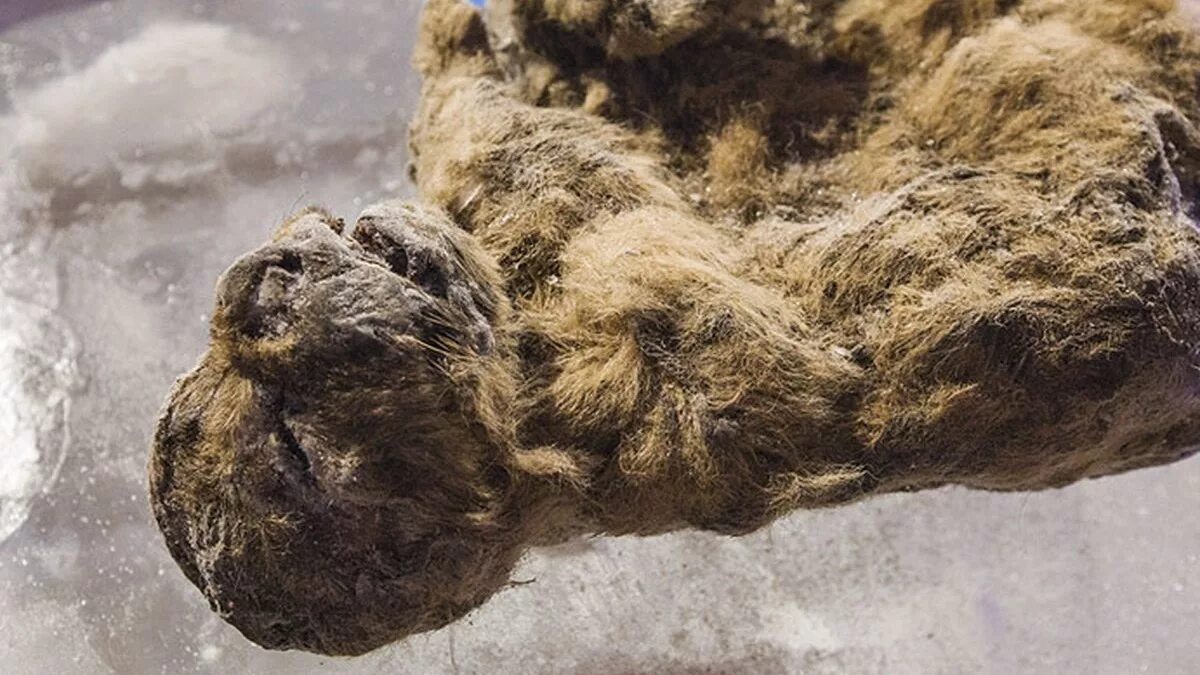 Каких доисторических животных находят в якутии. Пещерные львята из якутии. пещерный лев находка в якутии.