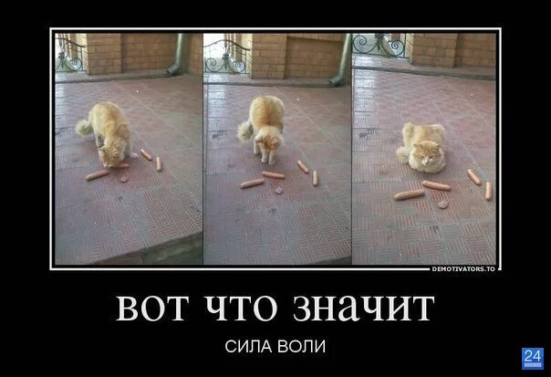 Отдуплиться значение слова