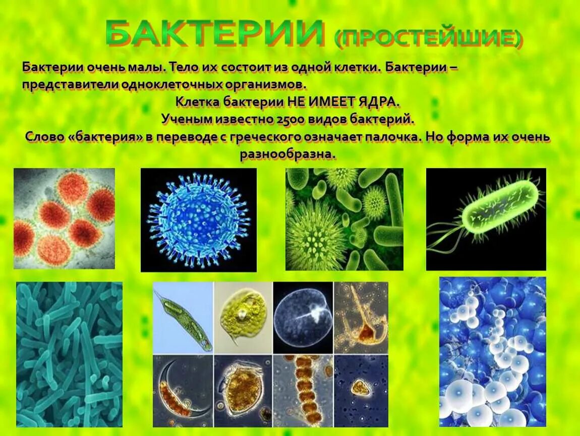 В каком виде переживают зиму одноклетки