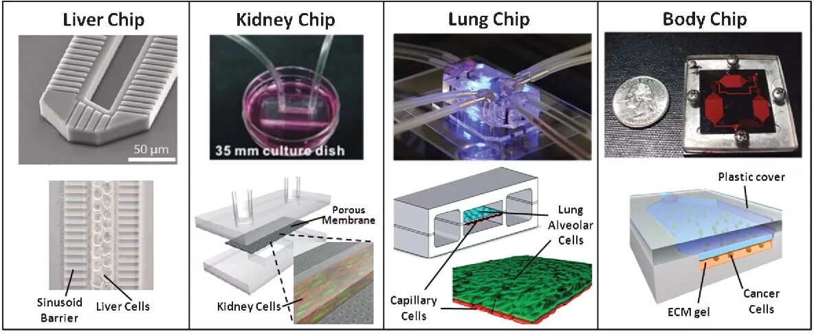 Как получить чипы в игре. Орган на чипе. Лаборатория на чипе. Лаборатория на чипе Lab on a Chip. Микрофлюидные чипы.