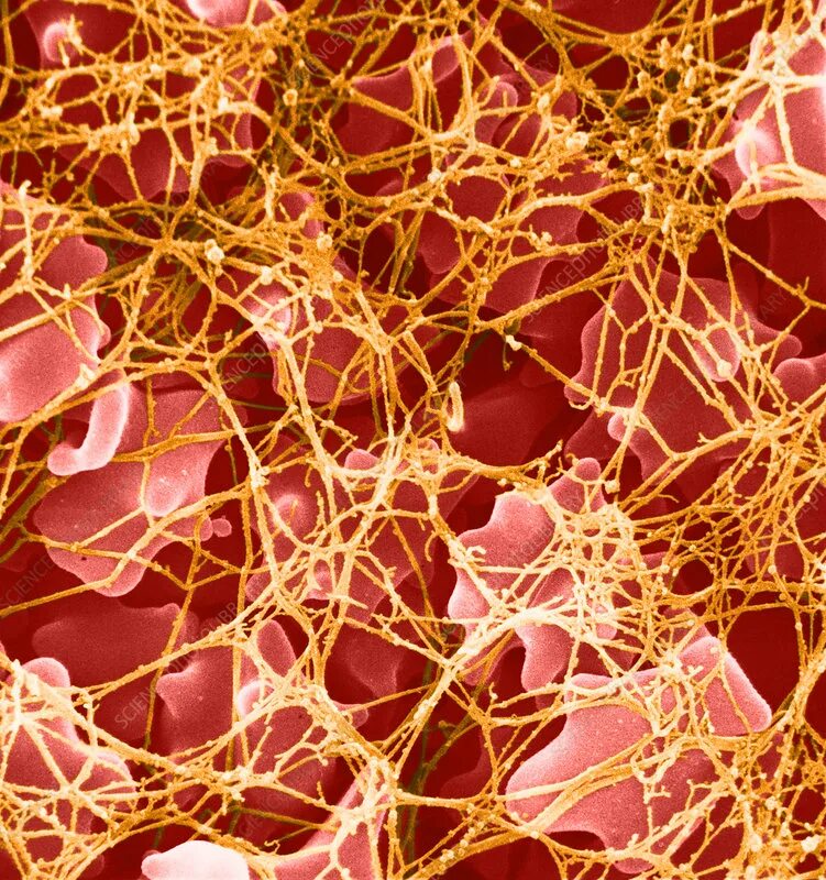 Platelets involved in coagulation and host defence, possibly also in case of cor