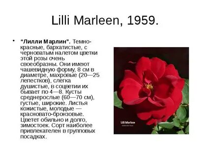 Научный текст про розу