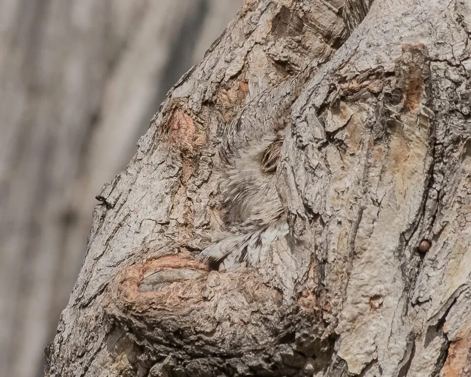 Что значит маскировка