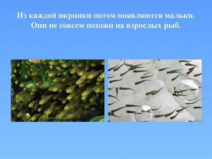 Мальки рыб к каким группам относятся
