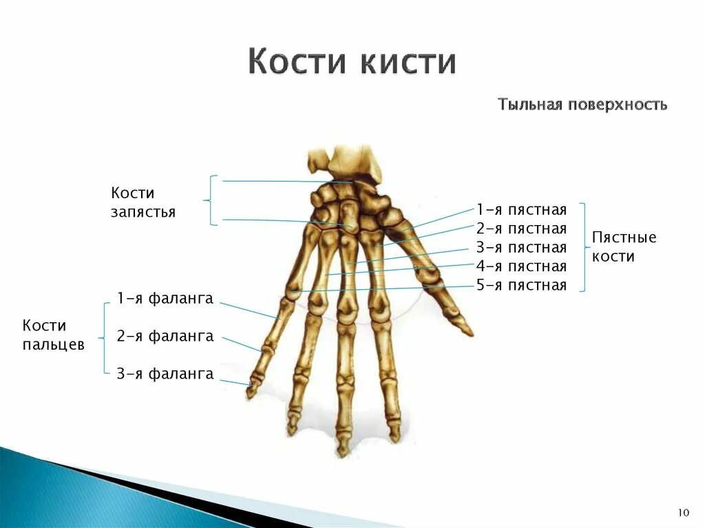 скелет верхних и нижних конечностей