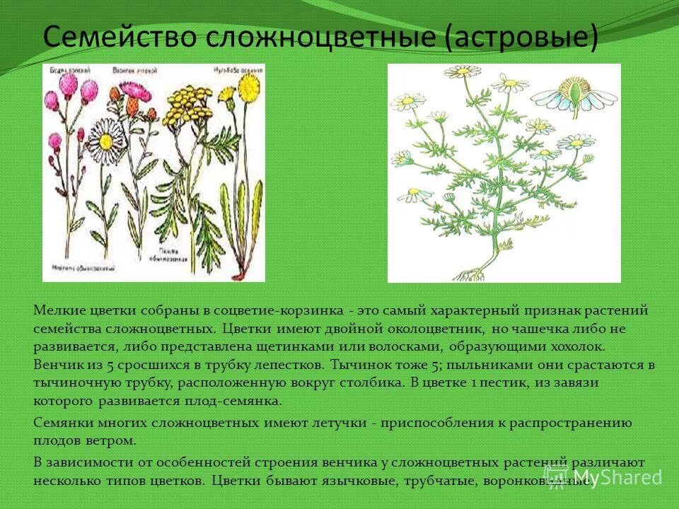 Цветки могут быть собраны в. Крупные одиночные цветки названия биология. Цветок самый красивый орган растения. Цветки могут быть собраны в. Цветки могут быть собраны в.