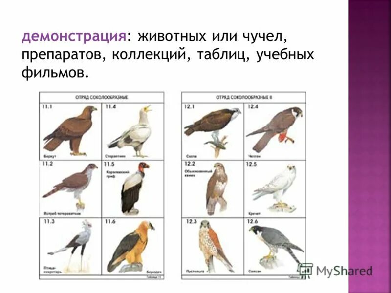 Демонстрация животных. Виды демонстрации у животных. демонстрация у животных. демонстрация животного. формы демонстраций у животных.