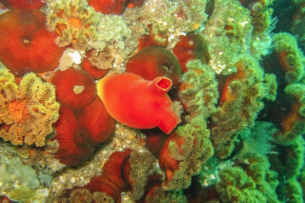 Образ жизни асцидии. Асцидия морской помидор. асцидия пурпурная. оболочники асцидии. асцидия это кишечнополостные.