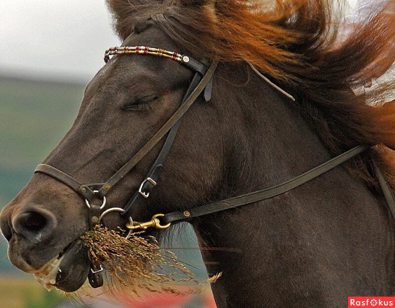 лошади пони класса. лошадь в добрые руки. лошадь в добрые руки. лошадь в добрые руки. лошадь в добрые руки.