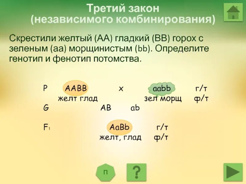 Генетические задачи. AABB AABB скрещивание. Закон независимого комбинирования. ААВВ Х ААВВ. Какие гаметы образует генотип aabb