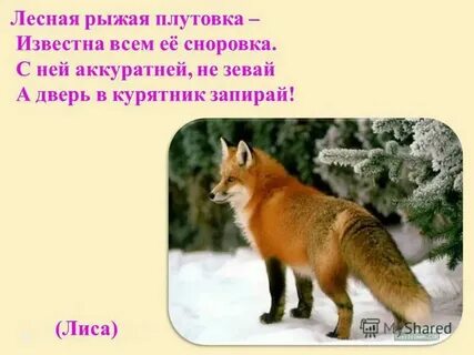 Дикий ответы