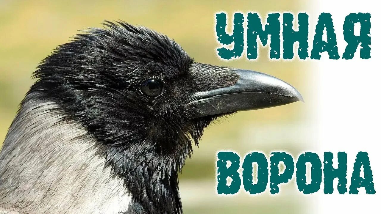 Умная ворона. Умный ворон. Ворона умная птица. Умные вороны.