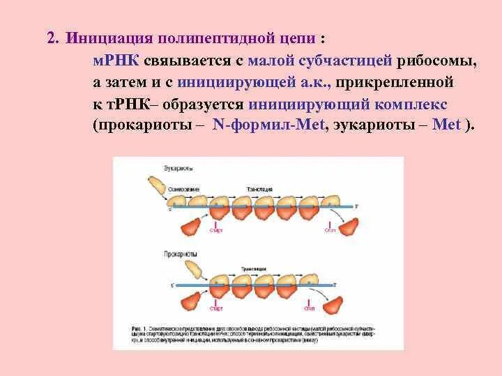 Инициация полипептидной цепи. МРНК. Созревание матричной РНК. Формирование полипептидной цепи.