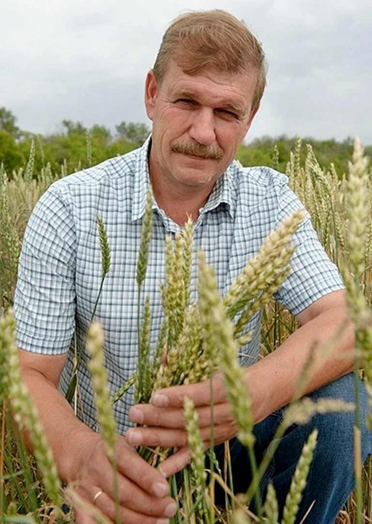 Биотехнологии в сельском хозяйстве. Селекция в сельском хозяйстве. Селекционер. Селекционер профессия. Профессия селекционер растений.