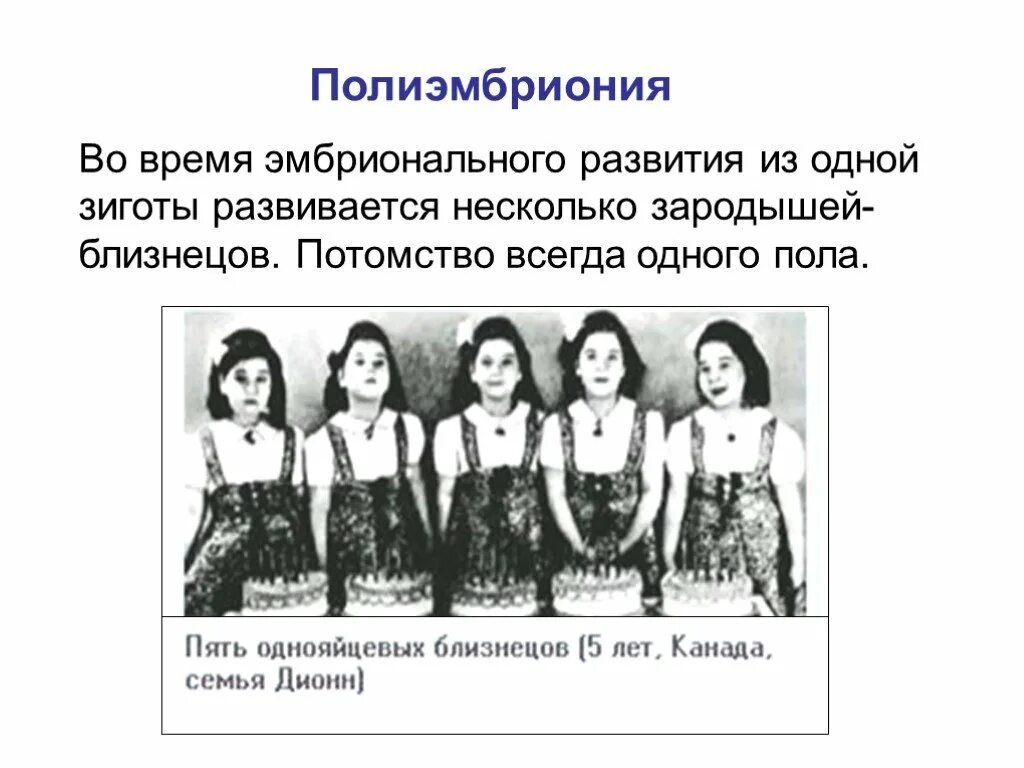 Полиэмбриония какое размножение. Полиэмбриония. Полиэмбриония бесполое размножение. Полиэмбриония у человека. Полиэмбриония бесполое размножение у человека.